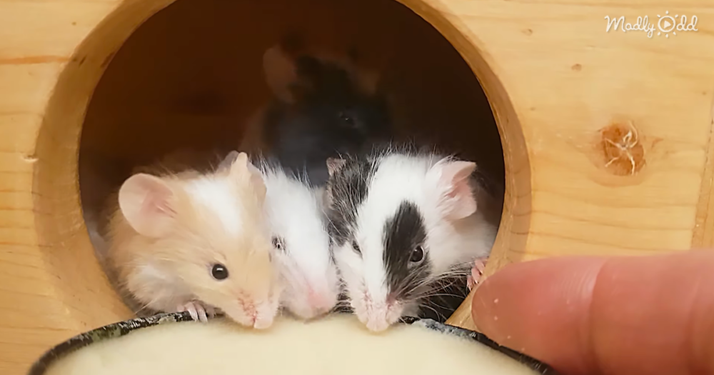 Watching These Adorable Little Mice Eating Porridge Just Makes Us Smile