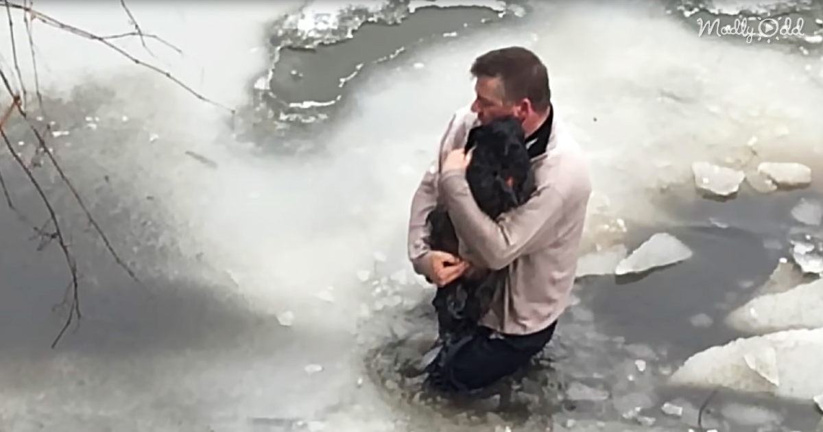 Hero Falls Through Ice To Save Drowning Dog From Freezing Waters
