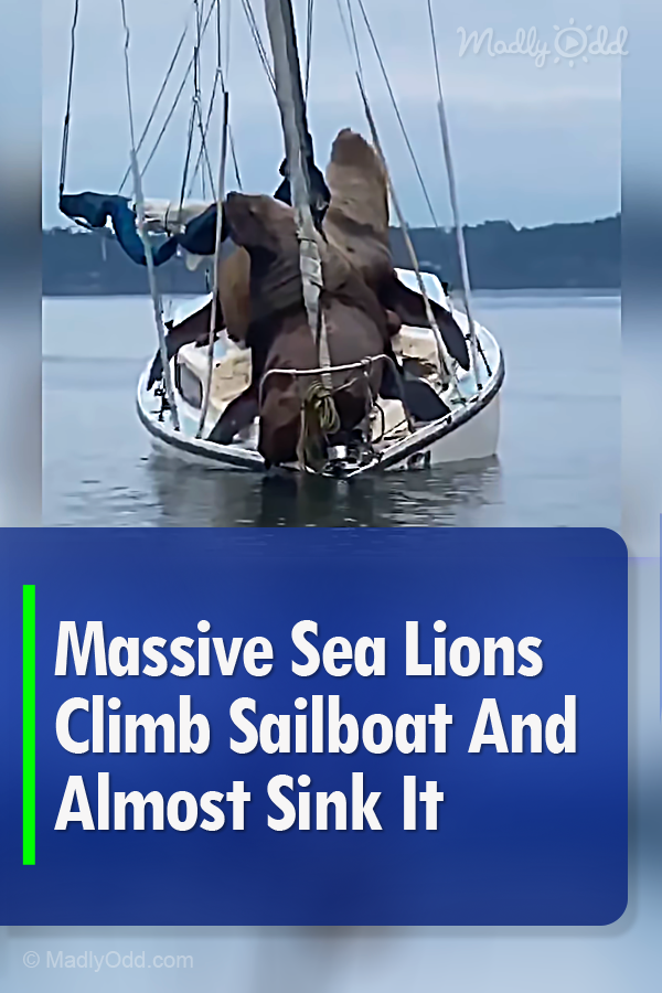 Massive Sea Lions Climb Sailboat And Almost Sink It