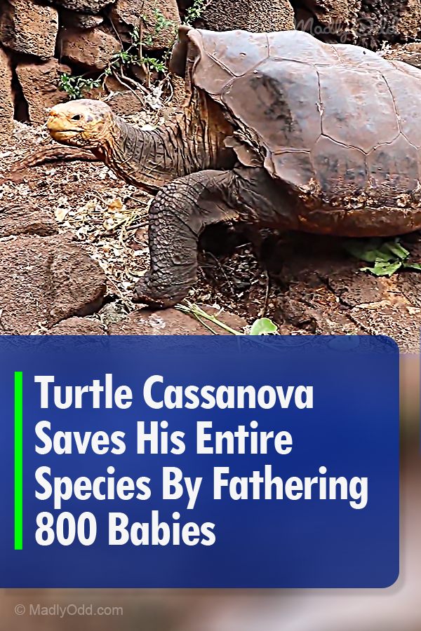 Turtle Cassanova Saves His Entire Species By Fathering 800 Babies