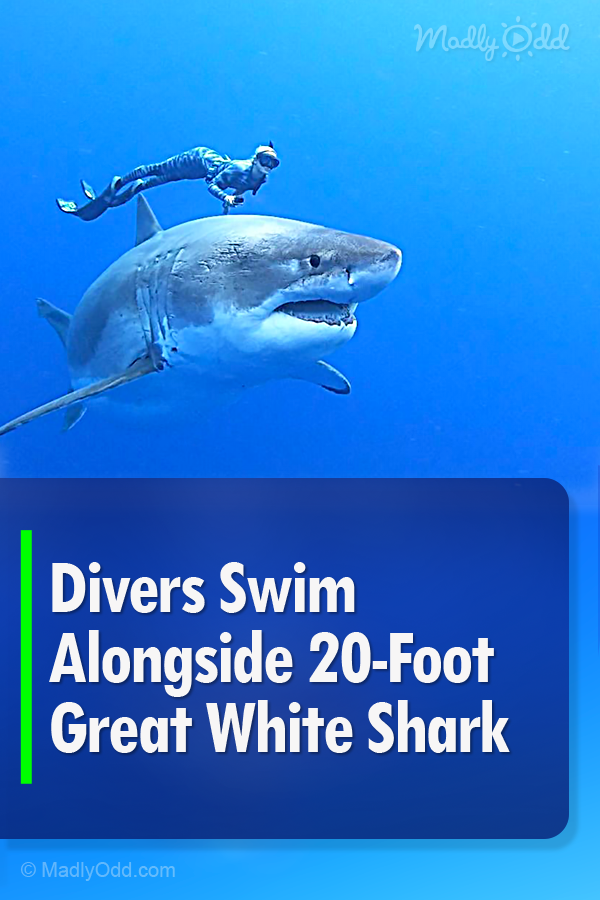 Divers Swim Alongside 20-Foot Great White Shark