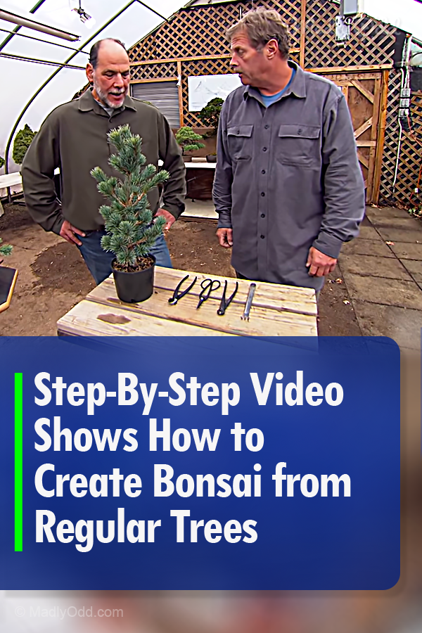 Step-By-Step Video Shows How to Create Bonsai from Regular Trees