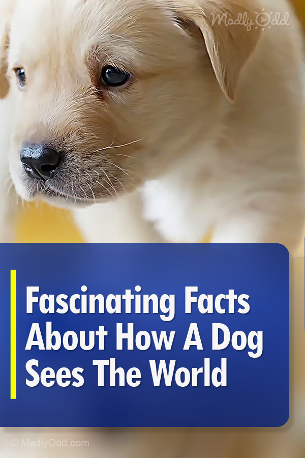 Fascinating Facts About How A Dog Sees The World