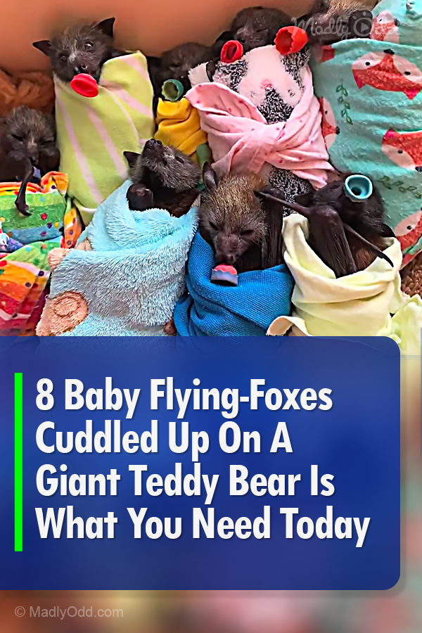 8 Baby Flying-Foxes Cuddled Up On A Giant Teddy Bear Is What You Need Today
