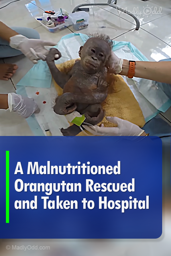 A Malnutritioned Orangutan Rescued and Taken to Hospital