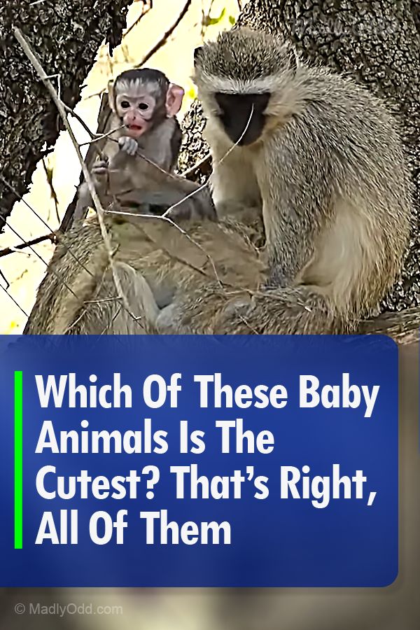 Which Of These Baby Animals Is The Cutest? That’s Right, All Of Them