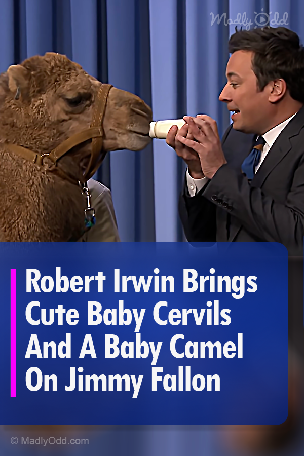 Robert Irwin Brings Cute Baby Cervils And A Baby Camel On Jimmy Fallon