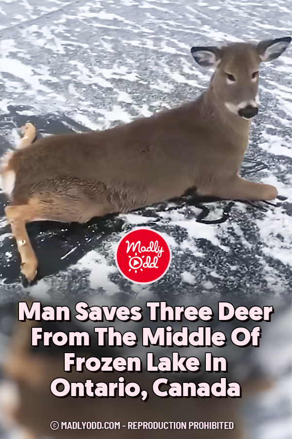 Man Saves Three Deer From The Middle Of Frozen Lake In Ontario, Canada