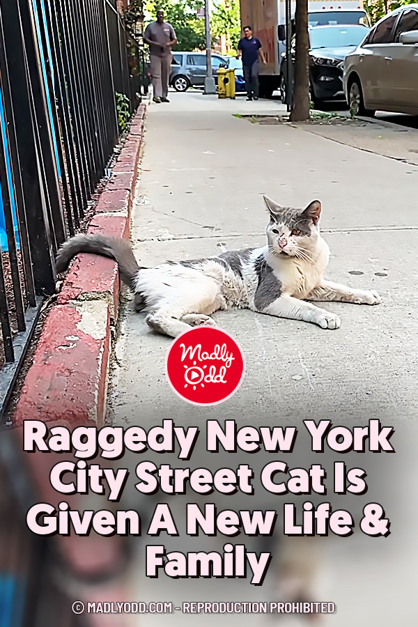 Raggedy New York City Street Cat Is Given A New Life & Family