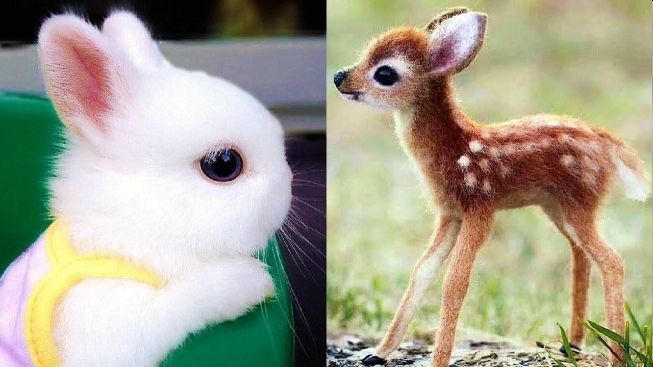 which-of-these-baby-animals-is-the-cutest-that-s-right-all-of-them