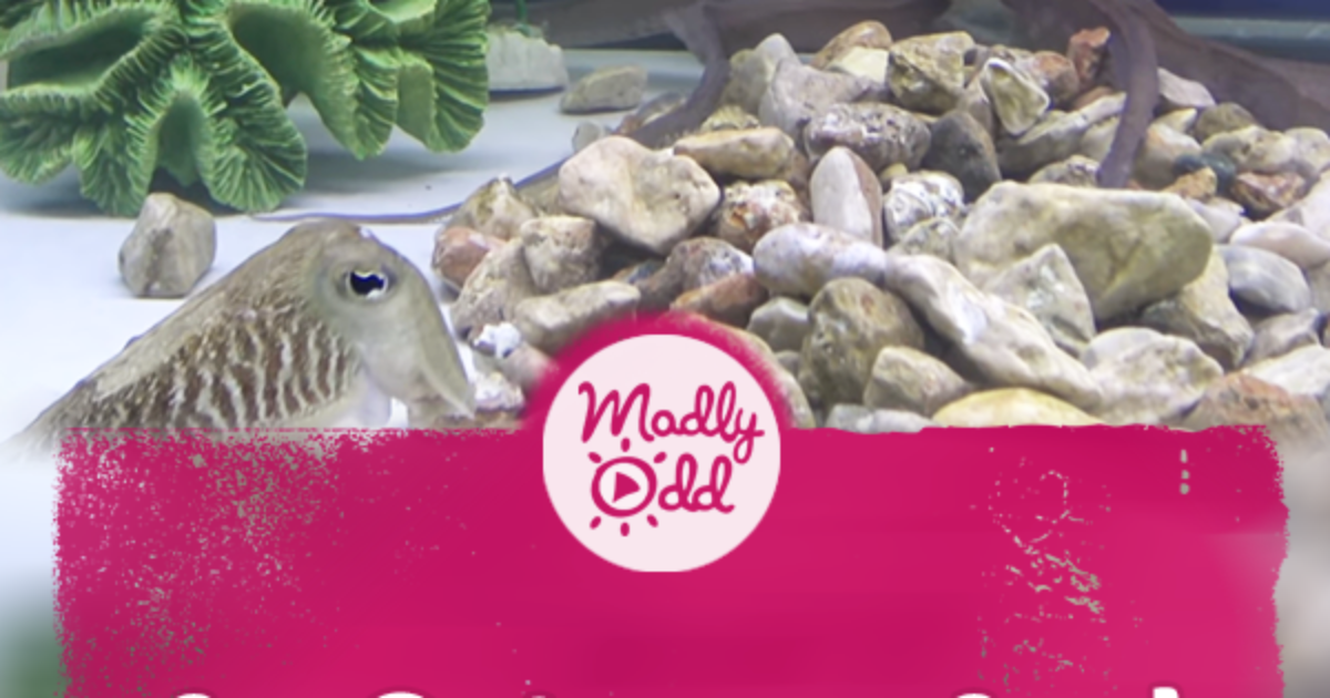 Pinterest Hidden Image