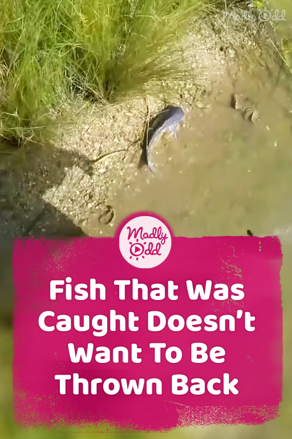 Fish That Was Caught Doesn’t Want To Be Thrown Back