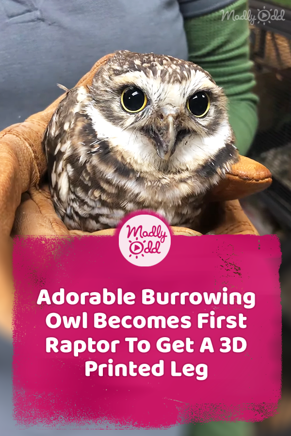 Adorable Burrowing Owl Becomes First Raptor To Get A 3D Printed Leg