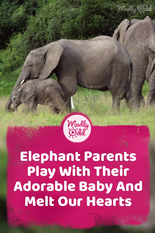Elephant Parents Play With Their Adorable Baby And Melt Our Hearts