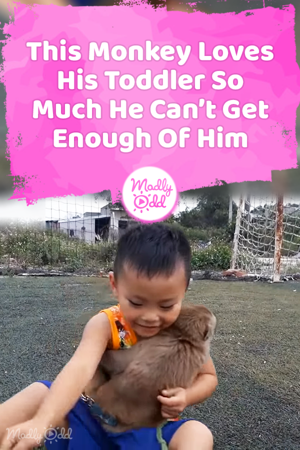 This Monkey Loves His Toddler So Much He Can’t Get Enough Of Him