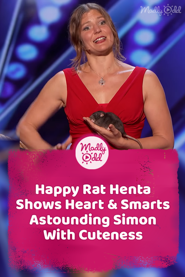 Happy Rat Henta Shows Heart & Smarts Astounding Simon With Cuteness