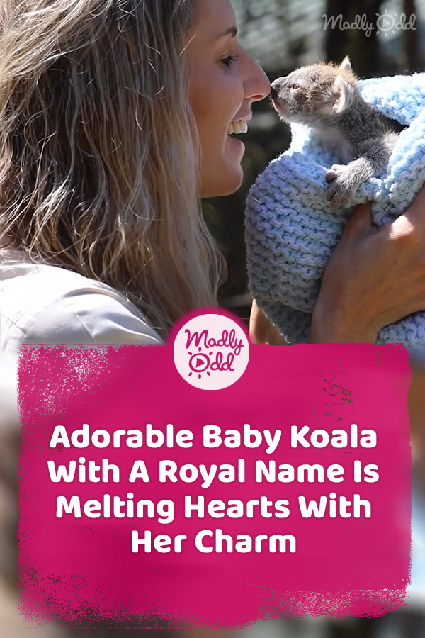 Adorable Baby Koala With A Royal Name Is Melting Hearts With Her Charm