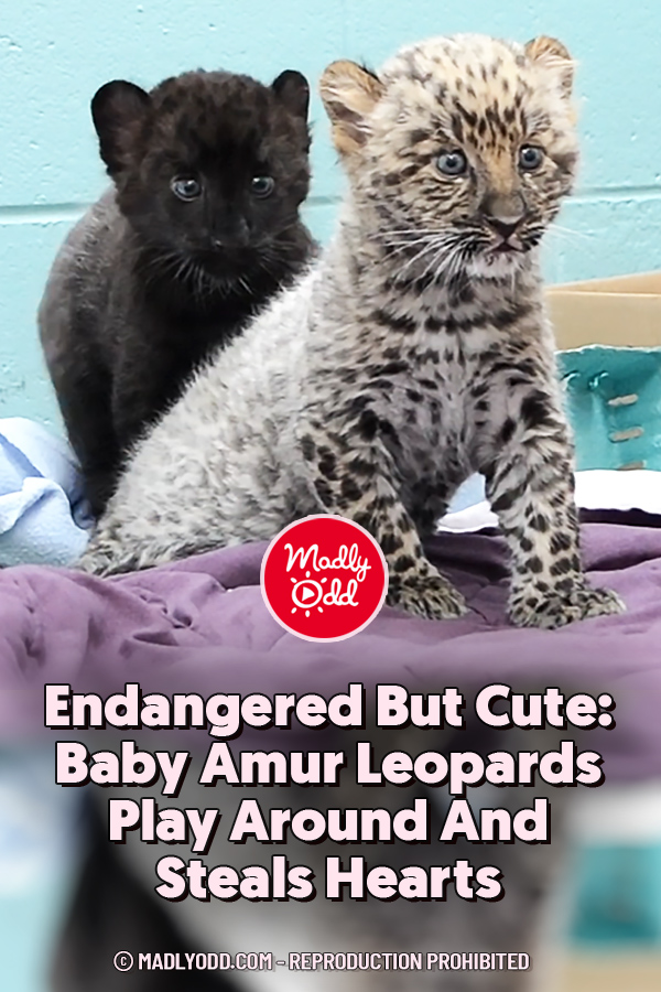 Endangered But Cute: Baby Amur Leopards Play Around And Steals Hearts