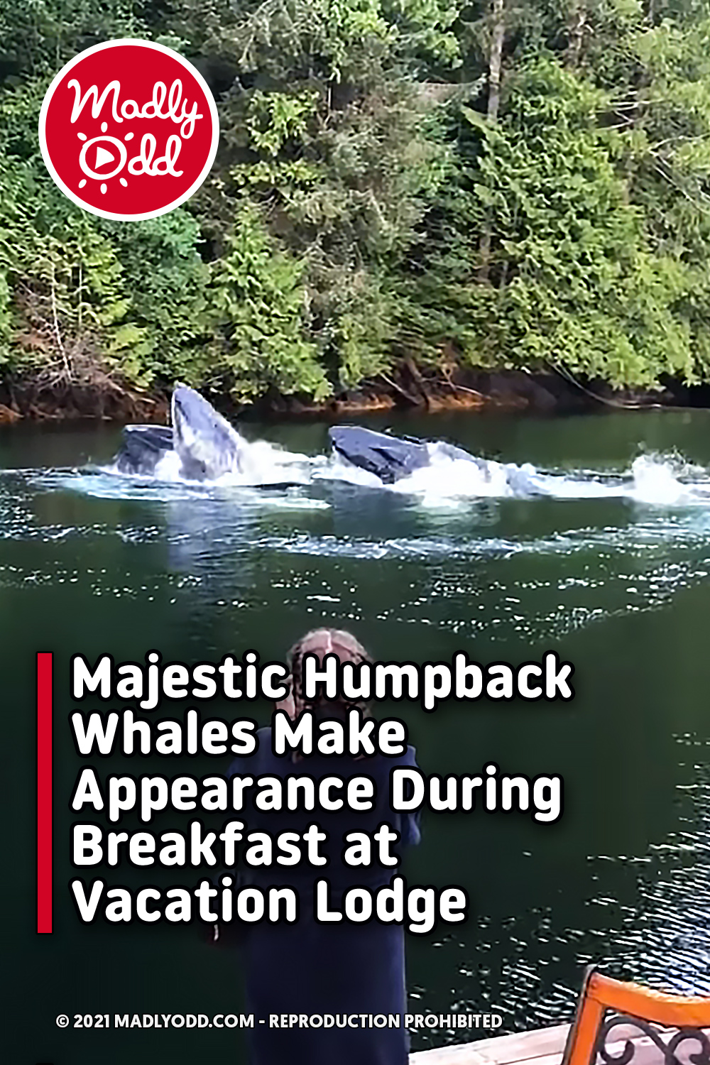 Majestic Humpback Whales Make Appearance During Breakfast at Vacation Lodge