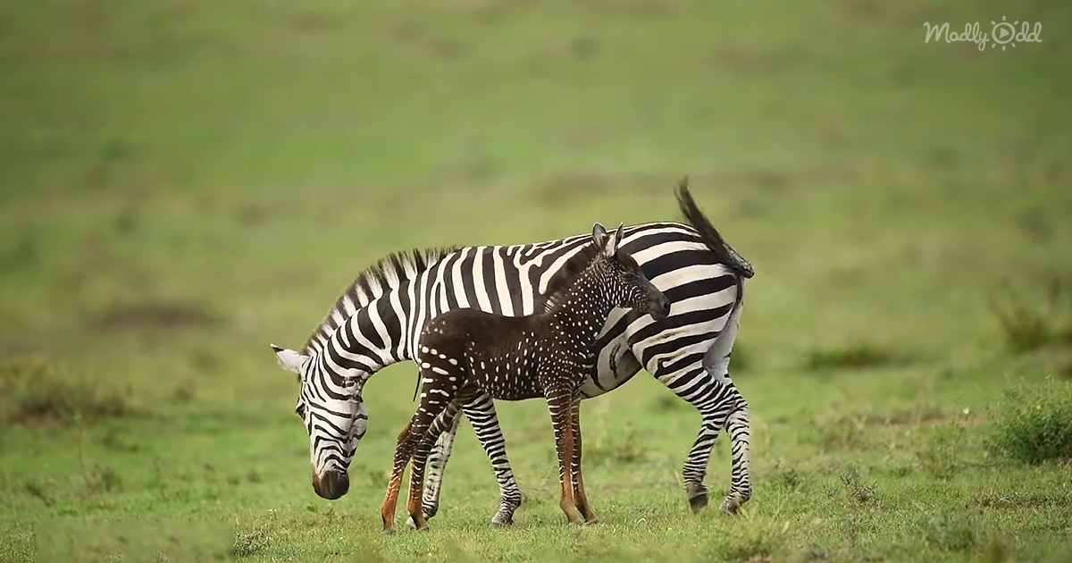 Baby Zebra Found With Spots Where There Should Be Stripes