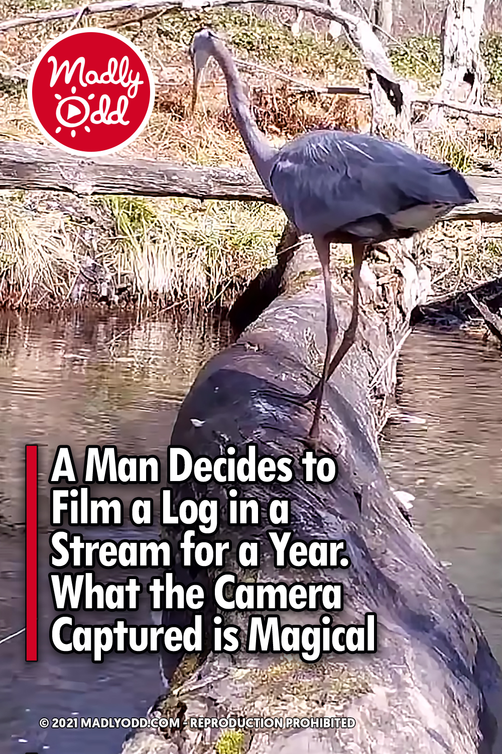 A Man Decides to Film a Log in a Stream for a Year. What the Camera Captured is Magical