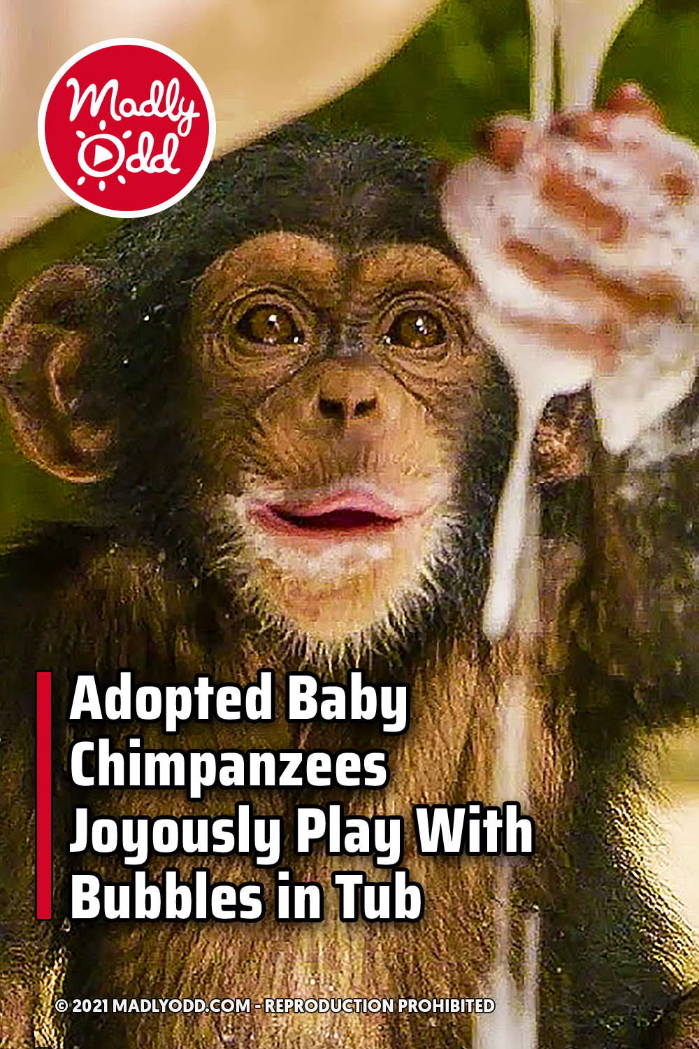 Adopted Baby Chimpanzees Joyously Play With Bubbles in Tub