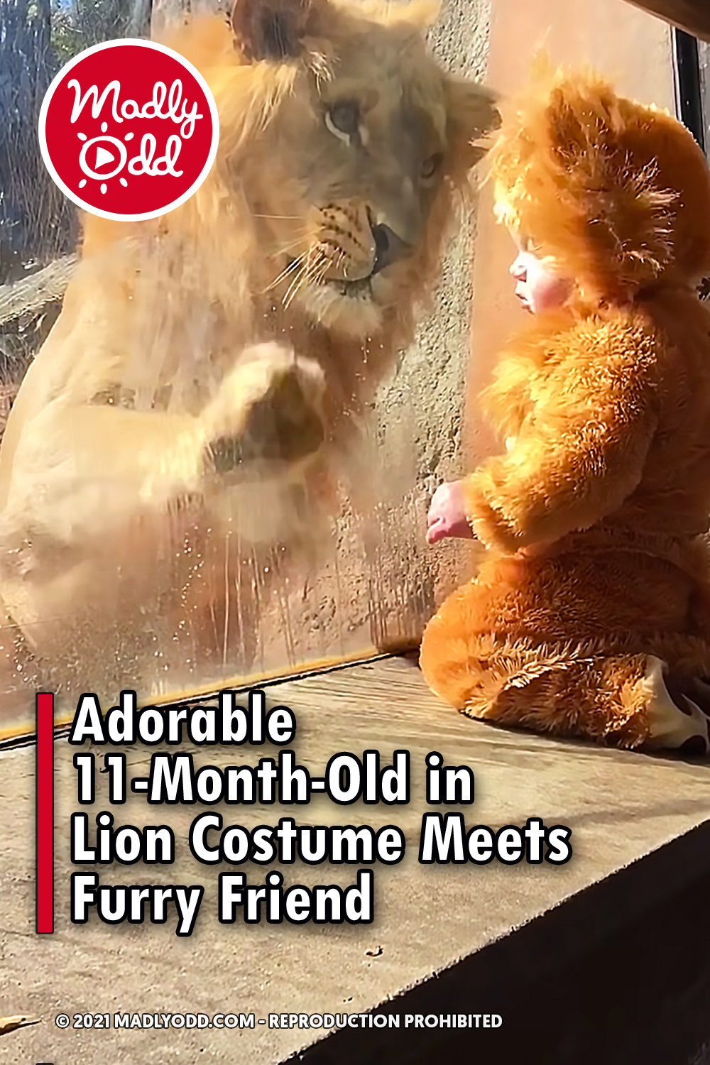 Adorable 11-Month-Old in Lion Costume Meets Furry Friend
