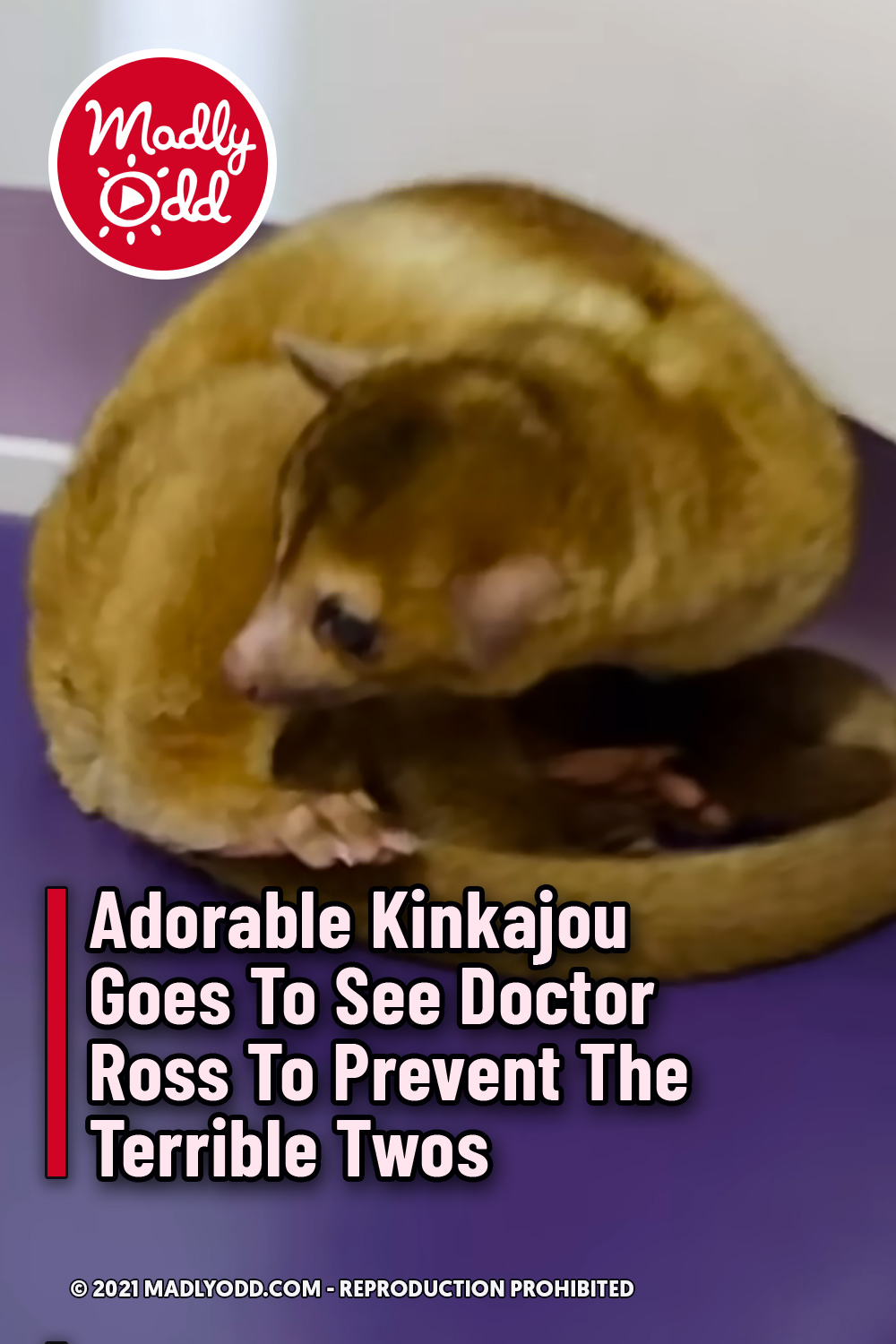 Adorable Kinkajou Goes To See Doctor Ross To Prevent The Terrible Twos