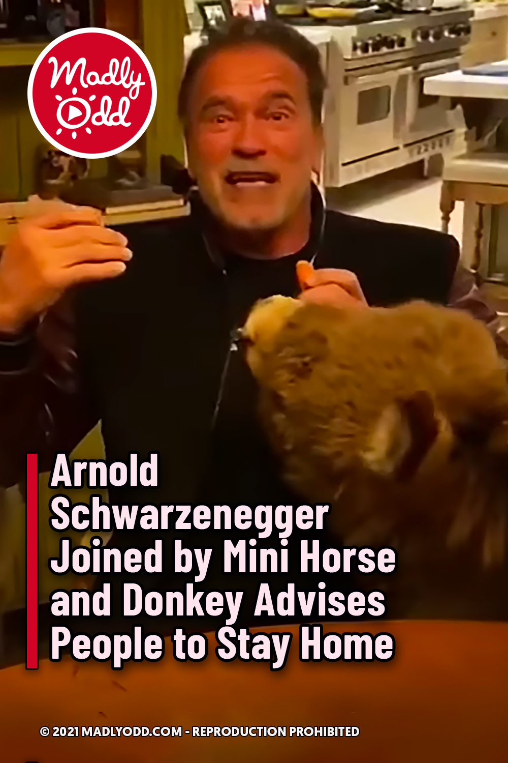 Arnold Schwarzenegger Joined by Mini Horse and Donkey Advises People to Stay Home