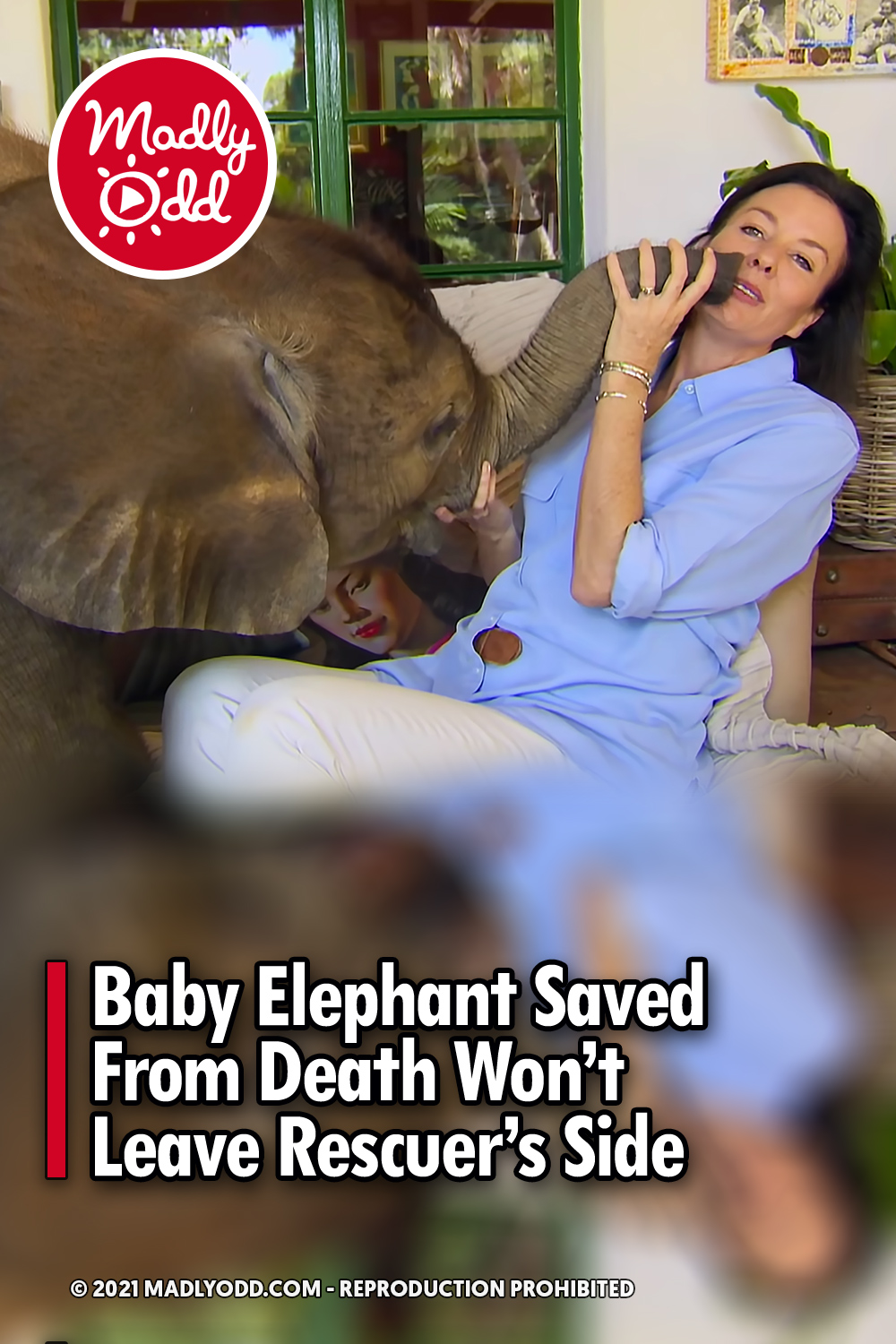 Baby Elephant Saved From Death Won’t Leave Rescuer’s Side