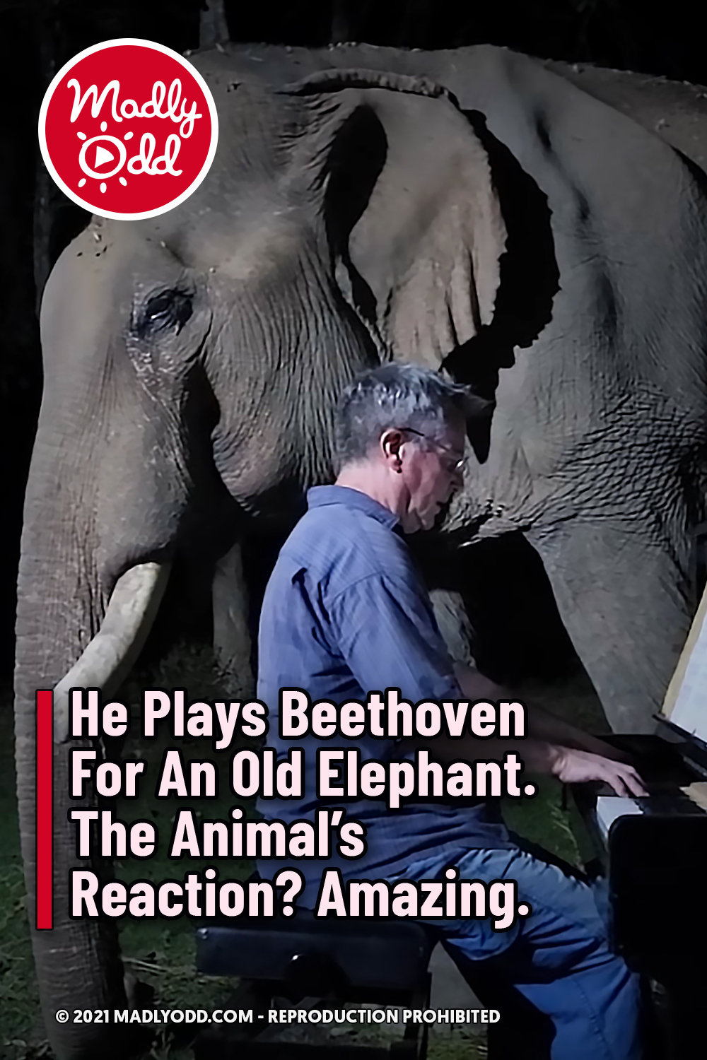 He Plays Beethoven For An Old Elephant. The Animal’s Reaction? Amazing.