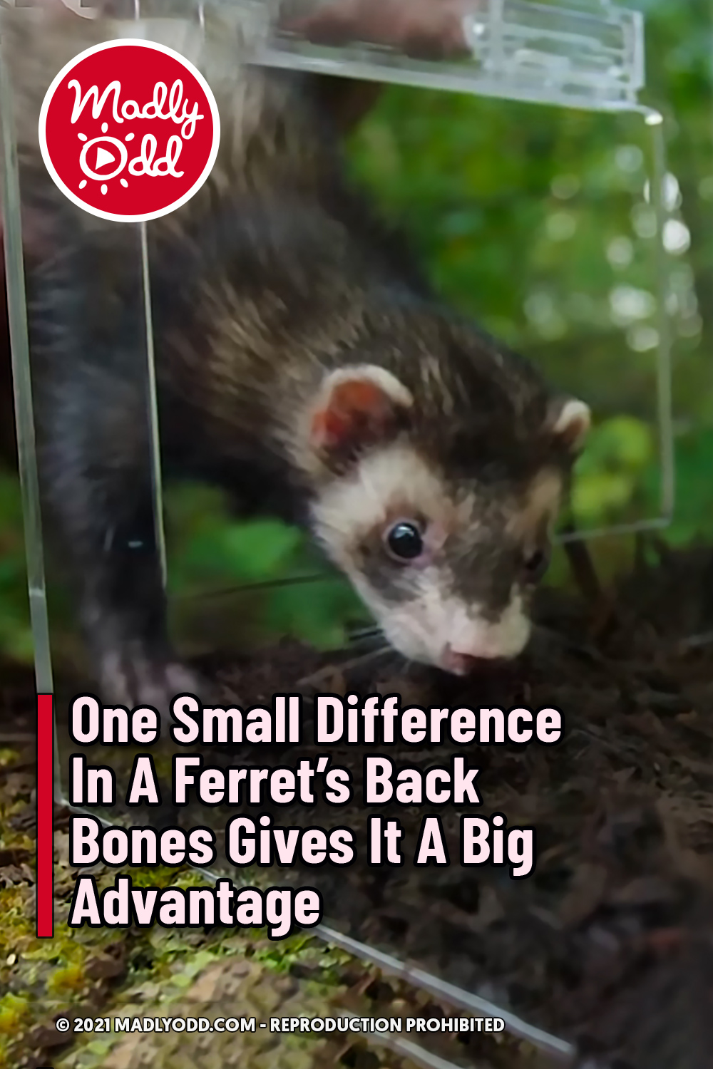 One Small Difference In A Ferret’s Back Bones Gives It A Big Advantage