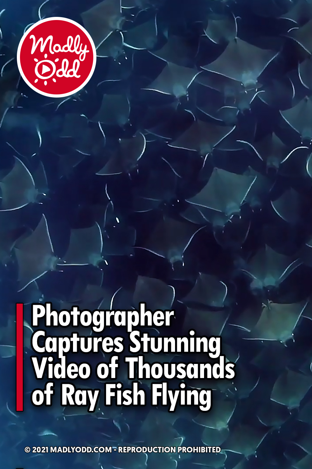 Photographer Captures Stunning Video of Thousands of Ray Fish Flying