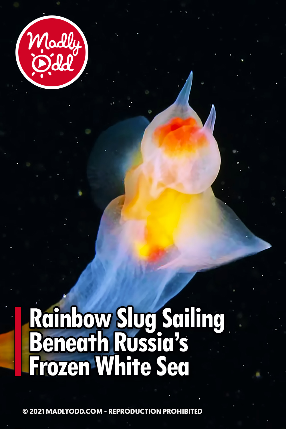 Rainbow Slug Sailing Beneath Russia\'s Frozen White Sea