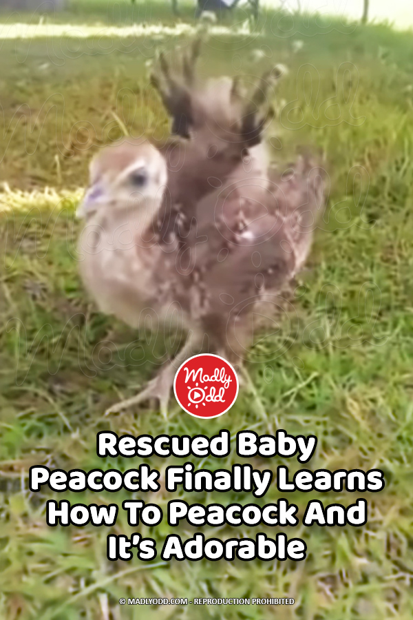Rescued Baby Peacock Finally Learns How To Peacock And It’s Adorable