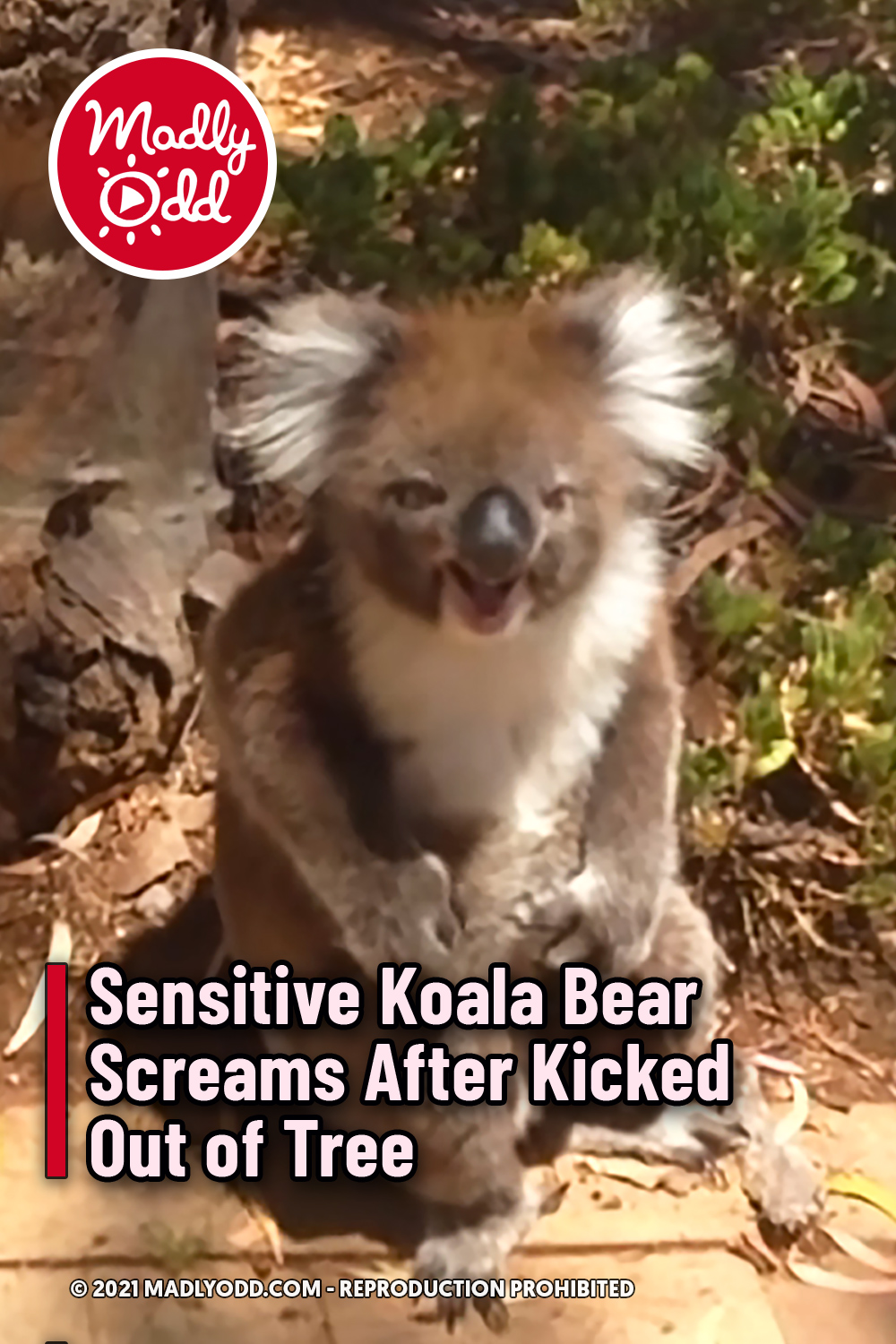 Sensitive Koala Bear Screams After Kicked Out of Tree