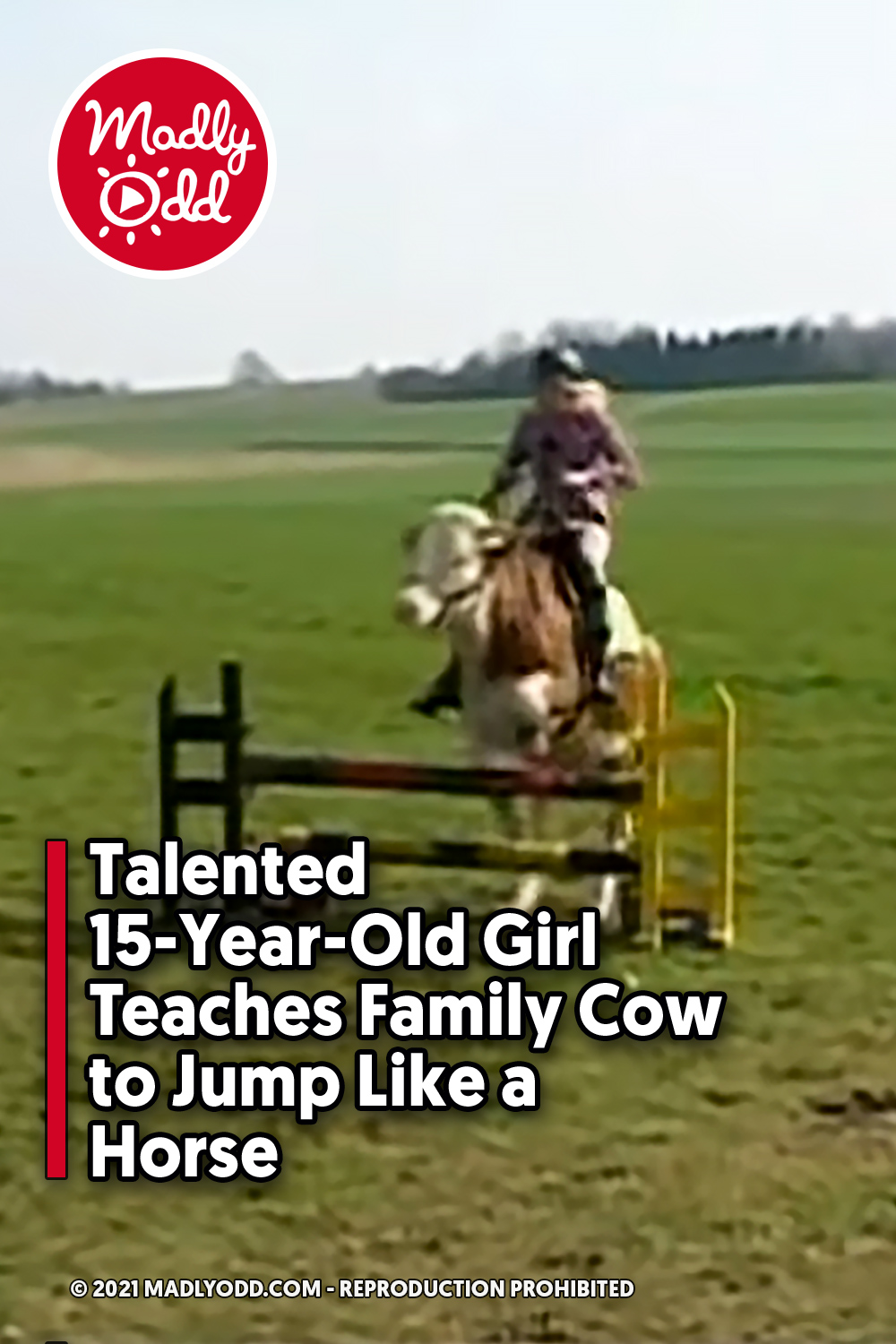 Talented 15-Year-Old Girl Teaches Family Cow to Jump Like a Horse