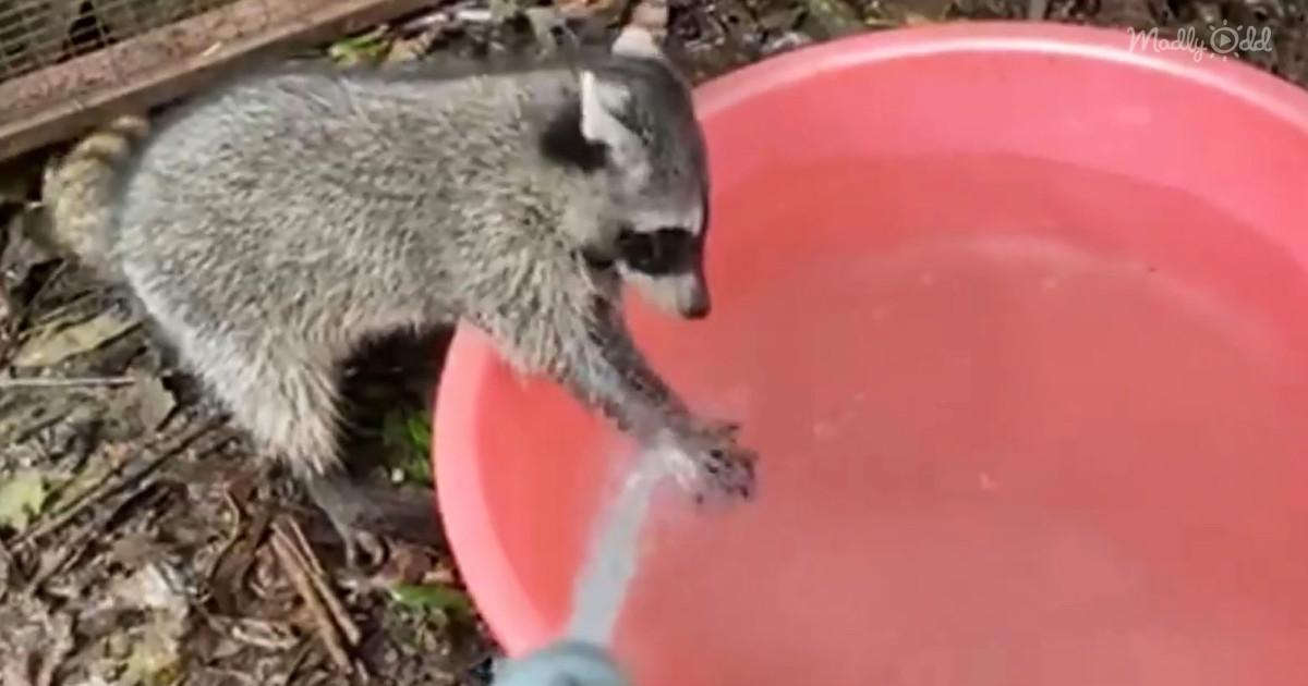 This Adorable Rescue Raccoon Wants To Remind You To Wash ...