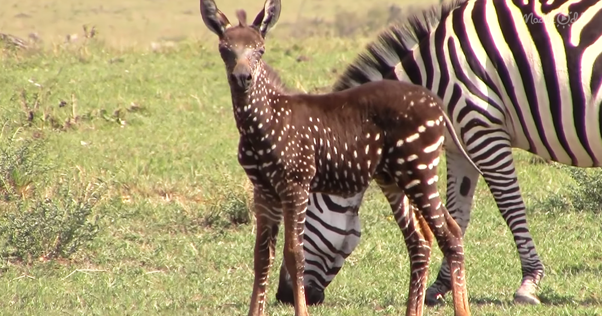 Adorable Baby Zebra Born With Spots Instead of Stripes