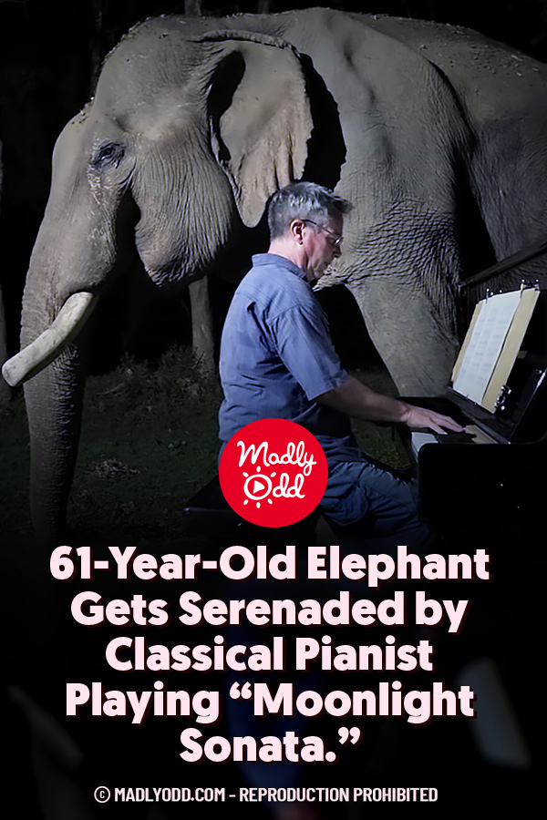 61-Year-Old Elephant Gets Serenaded by Classical Pianist Playing “Moonlight Sonata.”