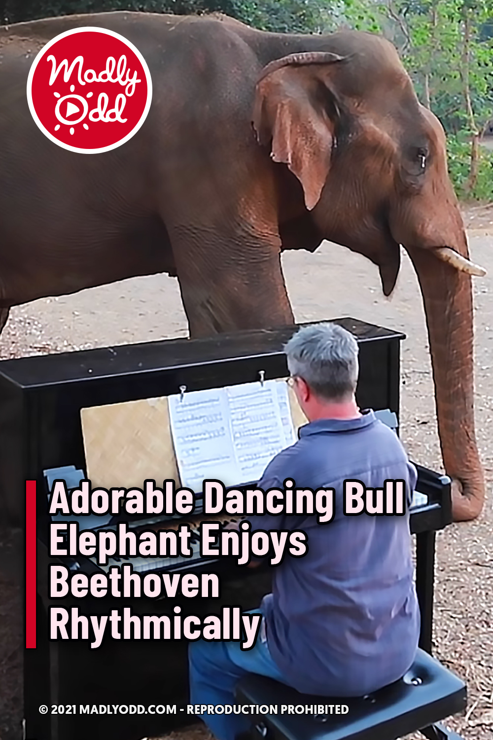 Adorable Dancing Bull Elephant Enjoys Beethoven Rhythmically