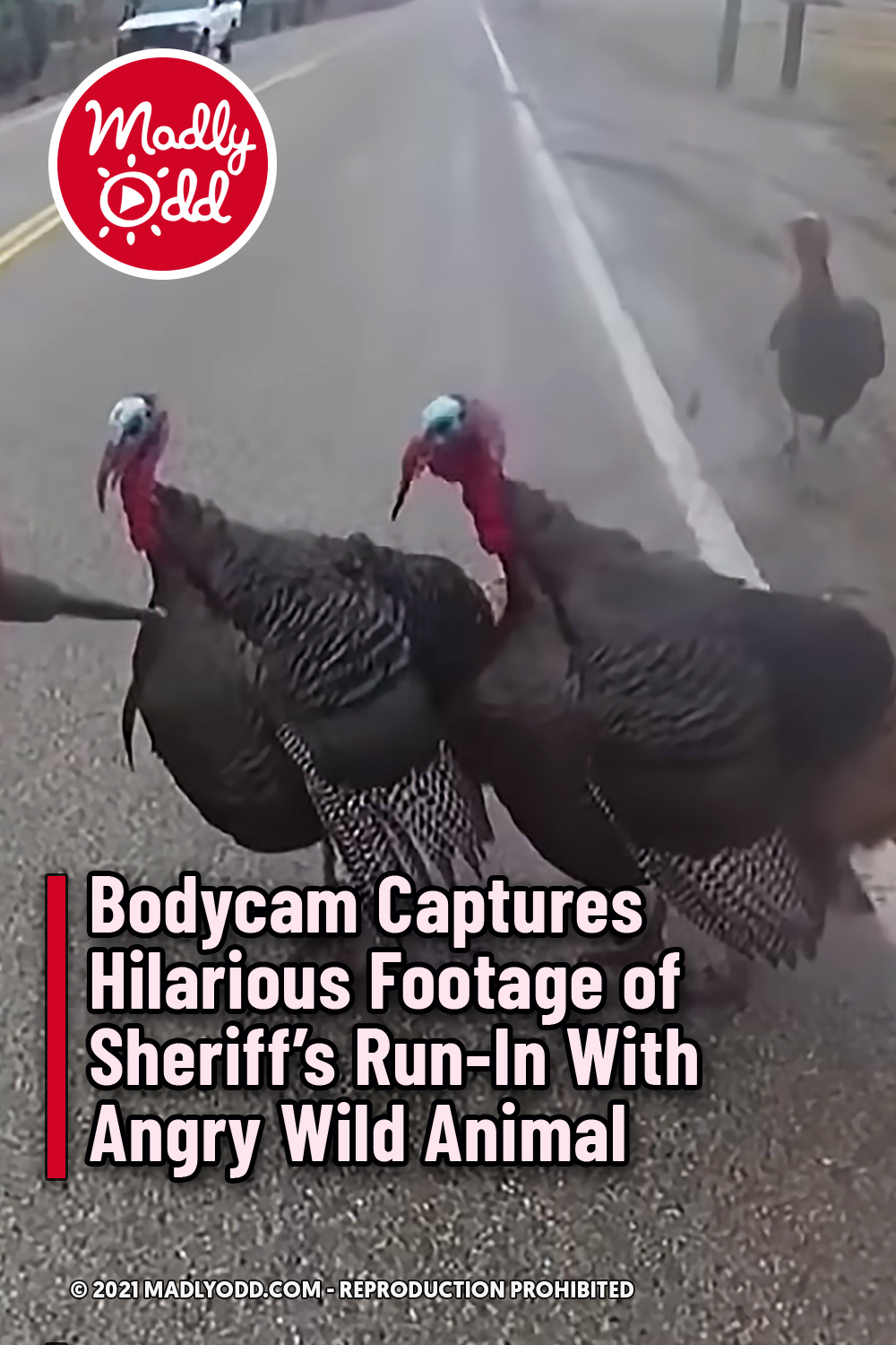 Bodycam Captures Hilarious Footage of Sheriff\'s Run-In With Angry Wild Animal