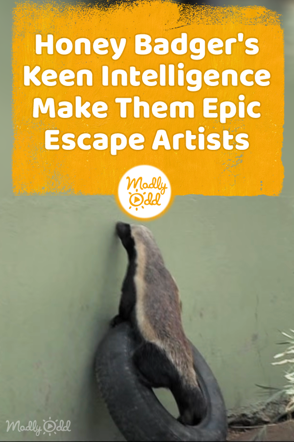PINC 4979 Honey Badger’s Keen Intelligence Make Them Epic Escape
