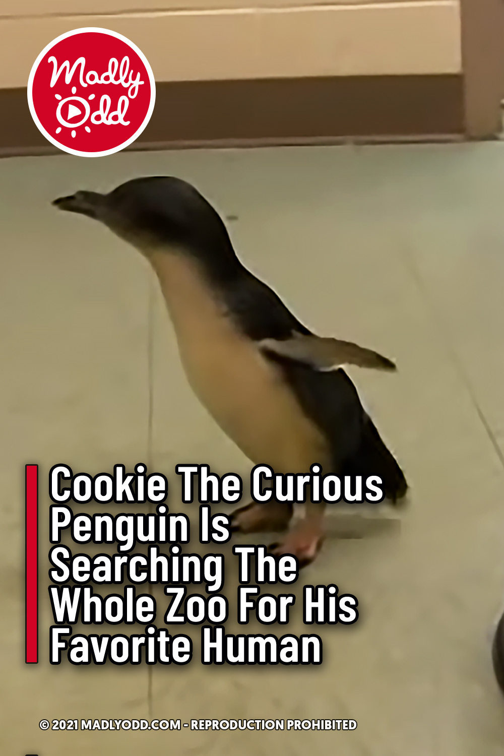 Cookie The Curious Penguin Is Searching The Whole Zoo For His Favorite Human