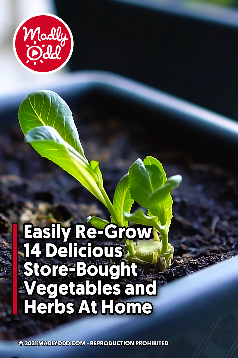 Easily Re-Grow 14 Delicious Store-Bought Vegetables and Herbs At Home