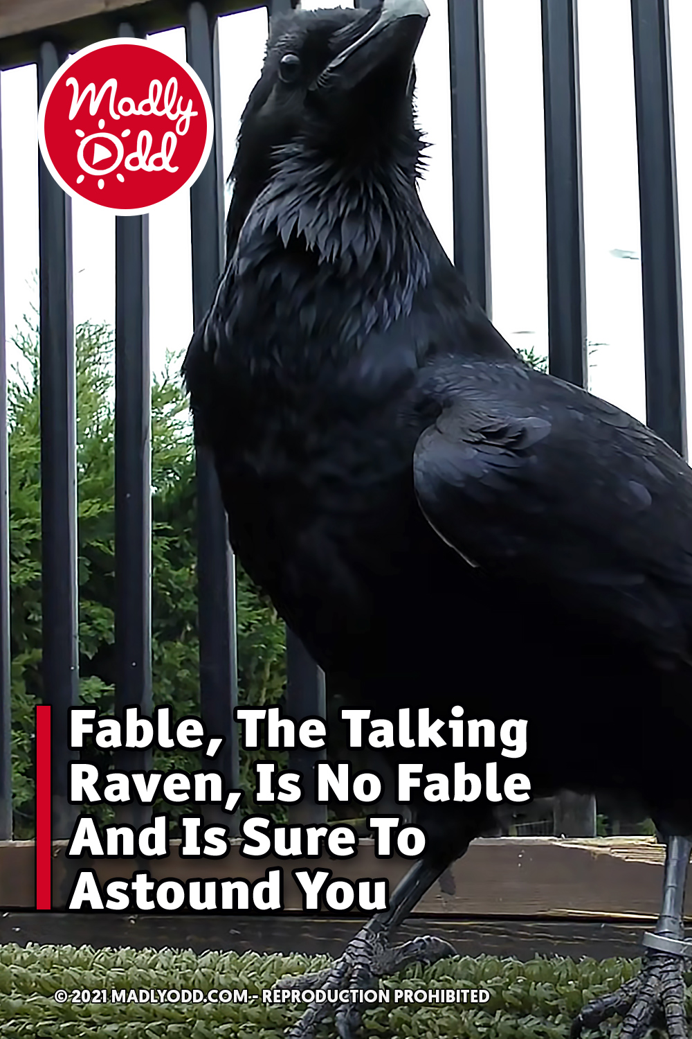 Fable, The Talking Raven, Is No Fable And Is Sure To Astound You