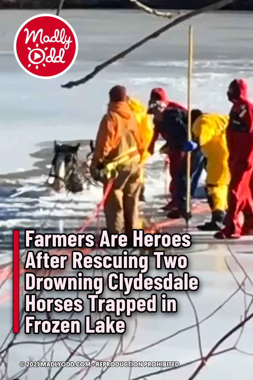 Farmers Are Heroes After Rescuing Two Drowning Clydesdale Horses Trapped in Frozen Lake