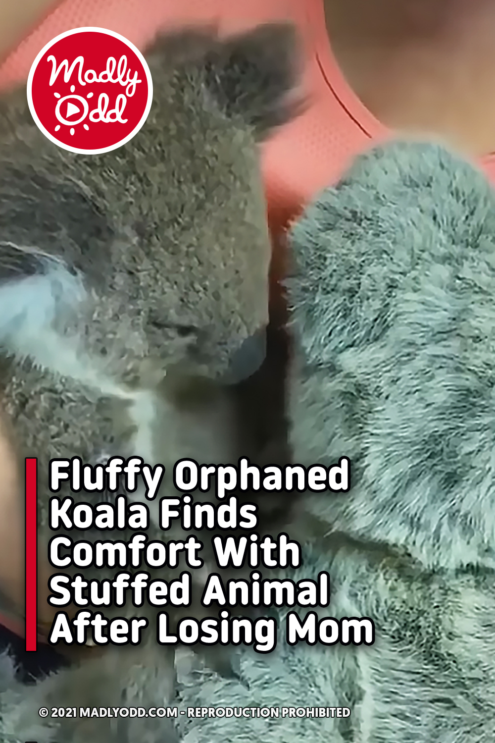 Fluffy Orphaned Koala Finds Comfort With Stuffed Animal After Losing Mom
