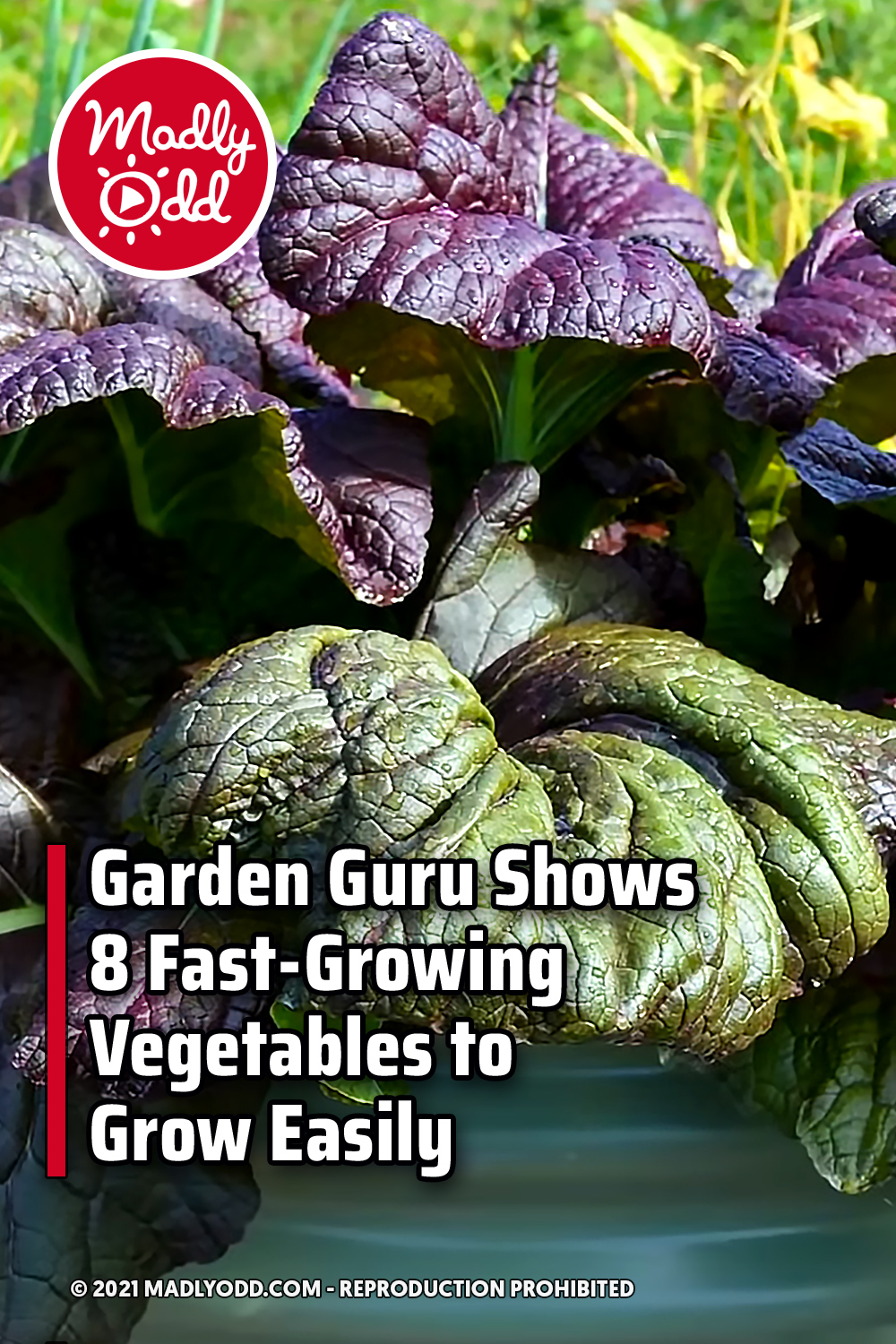 Garden Guru Shows 8 Fast-Growing Vegetables to Grow Easily