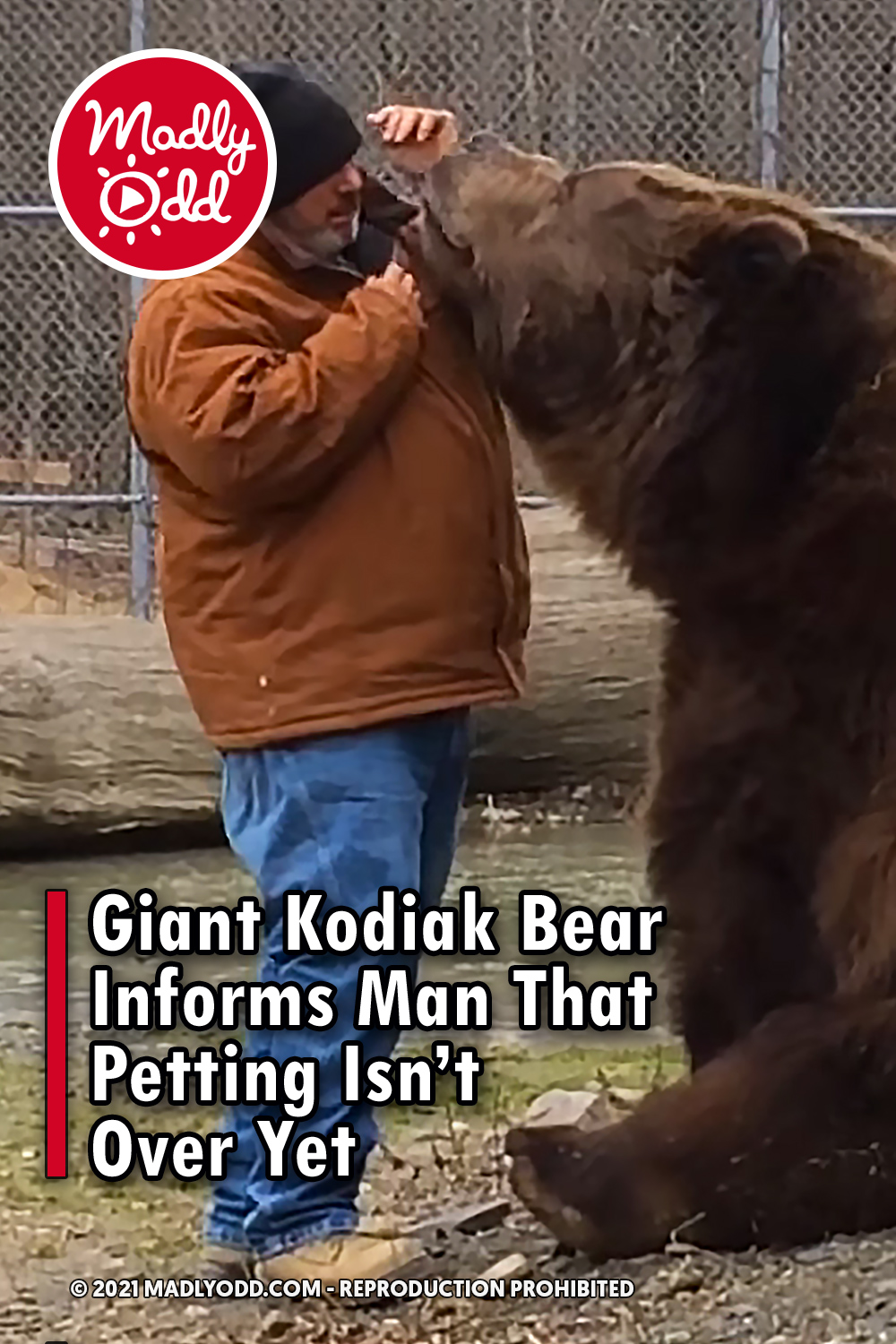 Giant Kodiak Bear Informs Man That Petting Isn\'t Over Yet